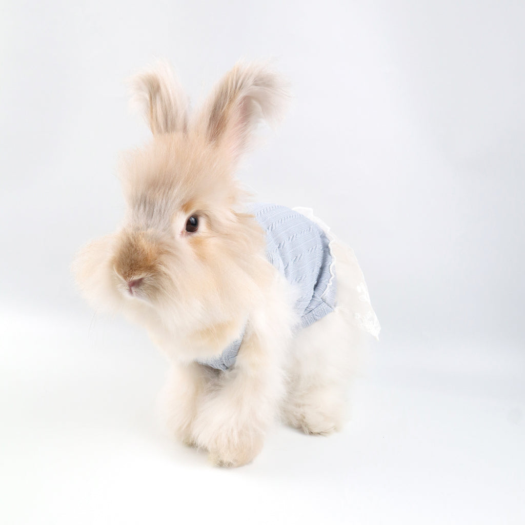 Blue Knit Lace Pet Dress – Cute Outfit for Rabbits, Cats & Small Dogs