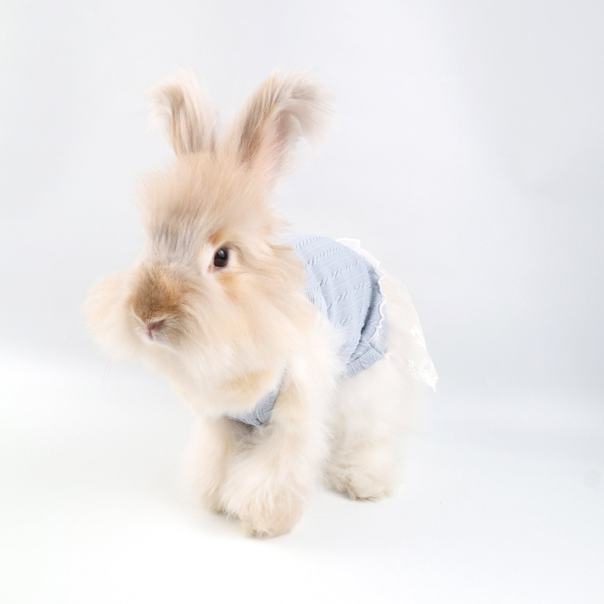 Blue Knit Lace Pet Dress – Cute Outfit for Rabbits, Cats & Small Dogs