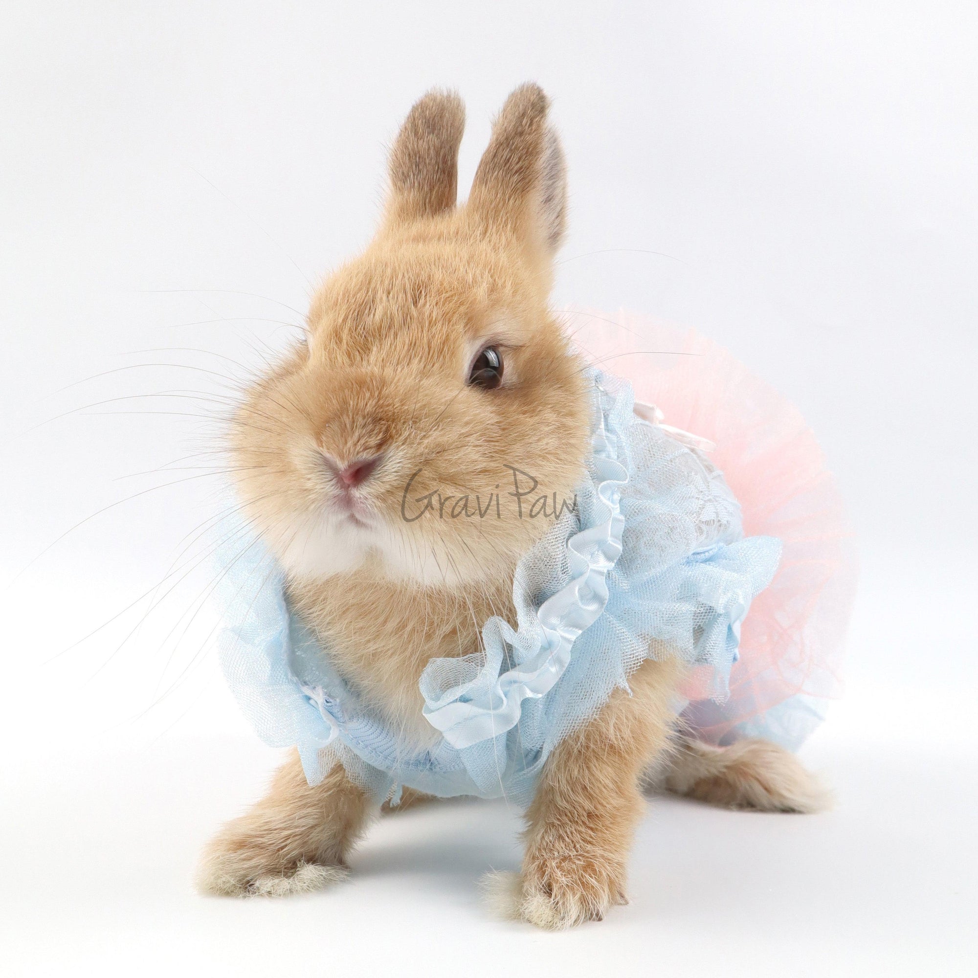 Dog Clothing, Cat & Rabbit Tutu Dress – Pastel Princess