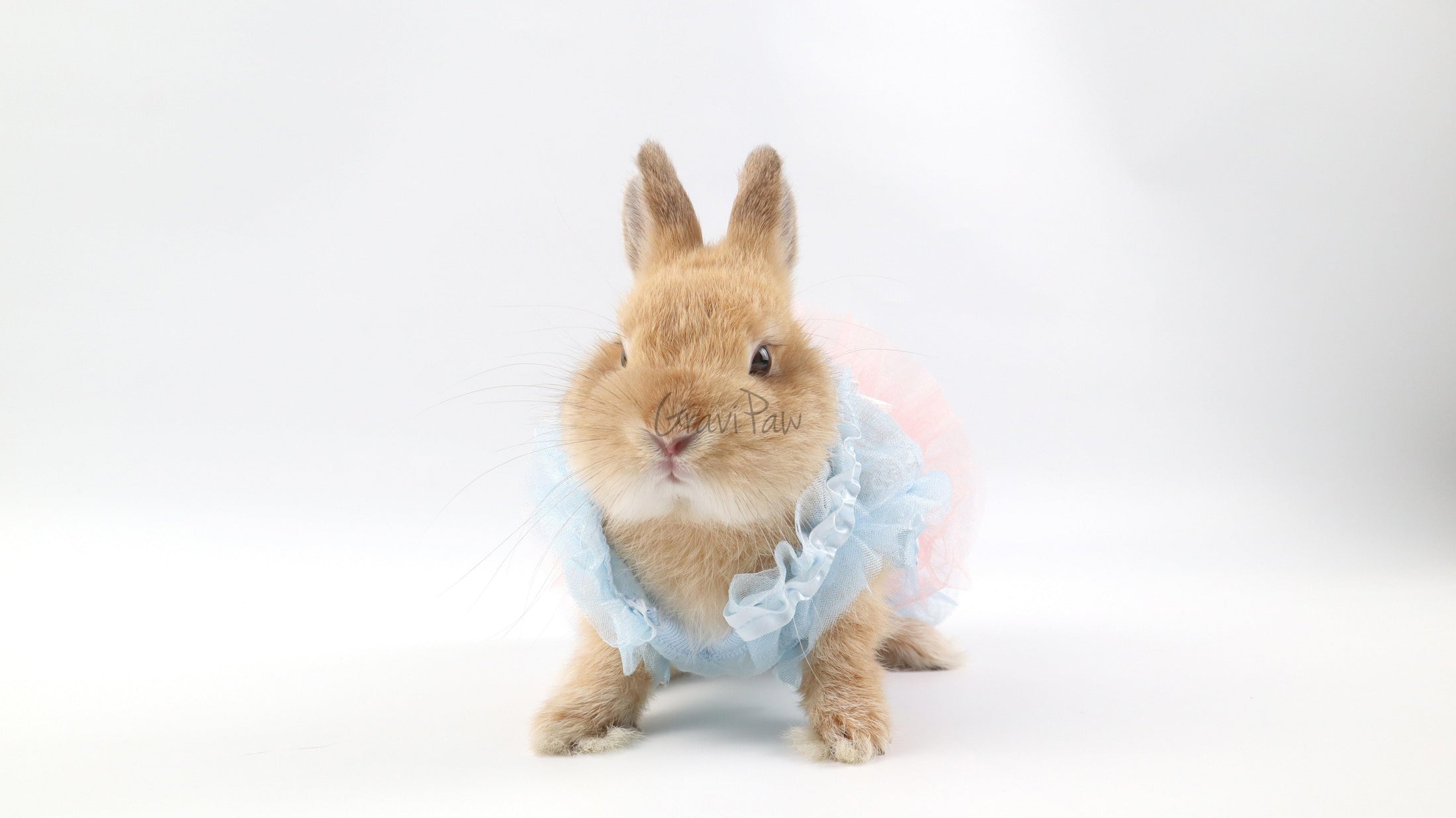 Dog Clothing, Cat & Rabbit Tutu Dress – Pastel Princess