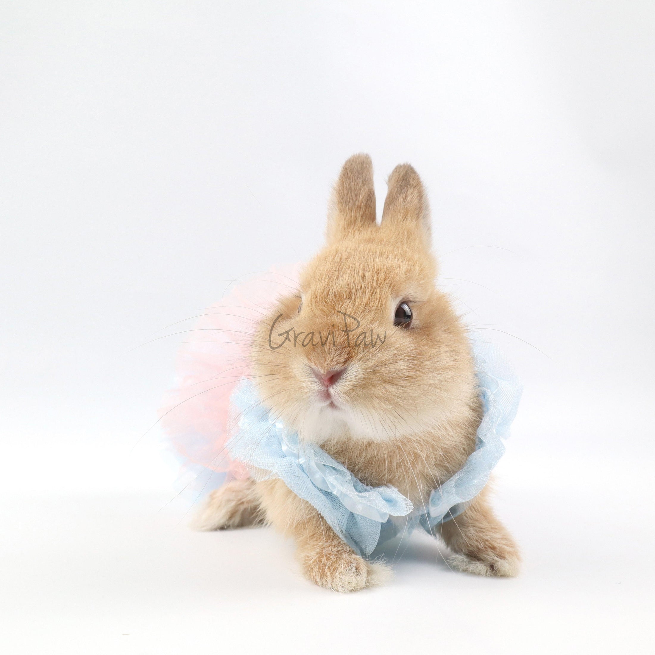 Dog Clothing, Cat & Rabbit Tutu Dress – Pastel Princess