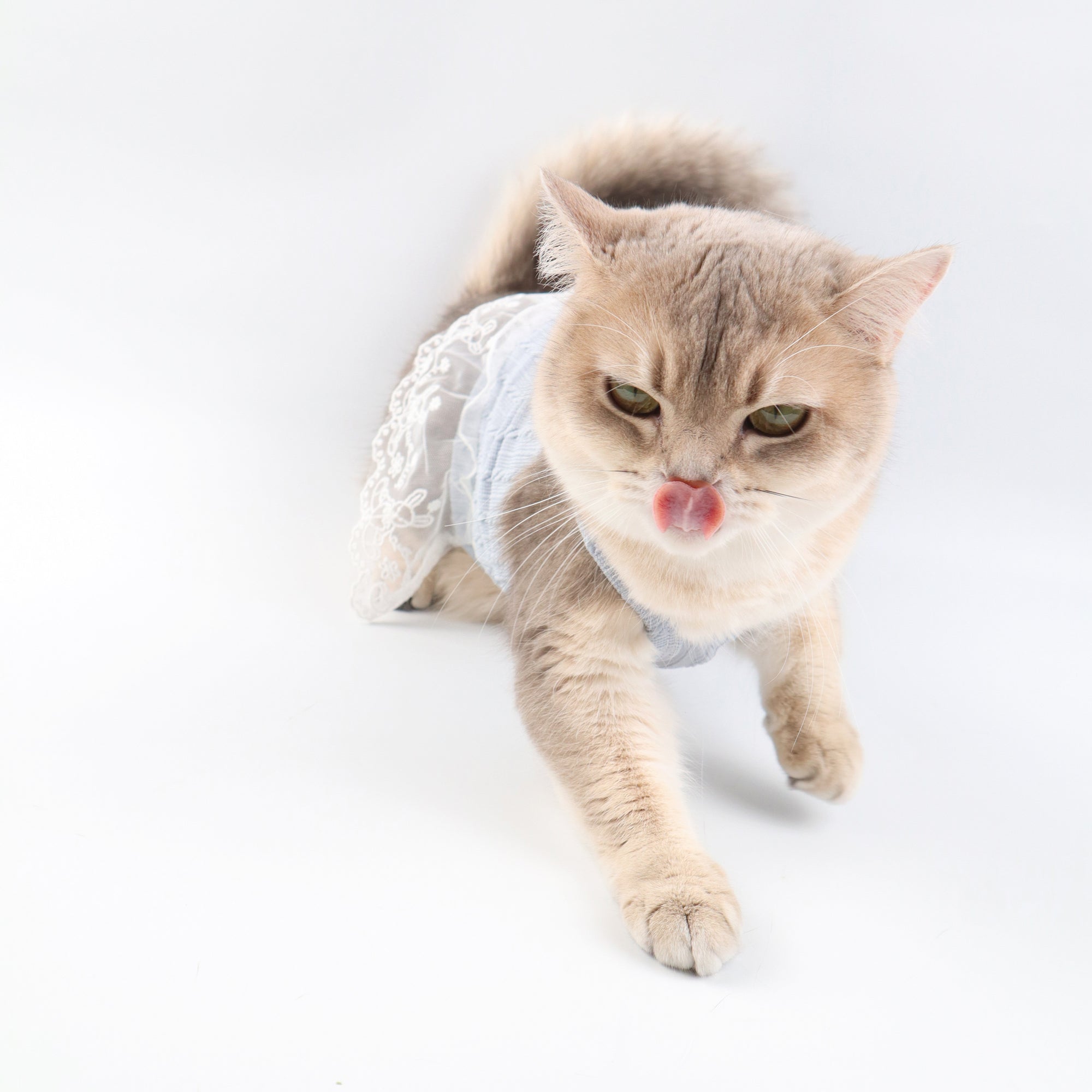 Blue Knit Lace Pet Dress – Cute Outfit for Rabbits, Cats & Small Dogs