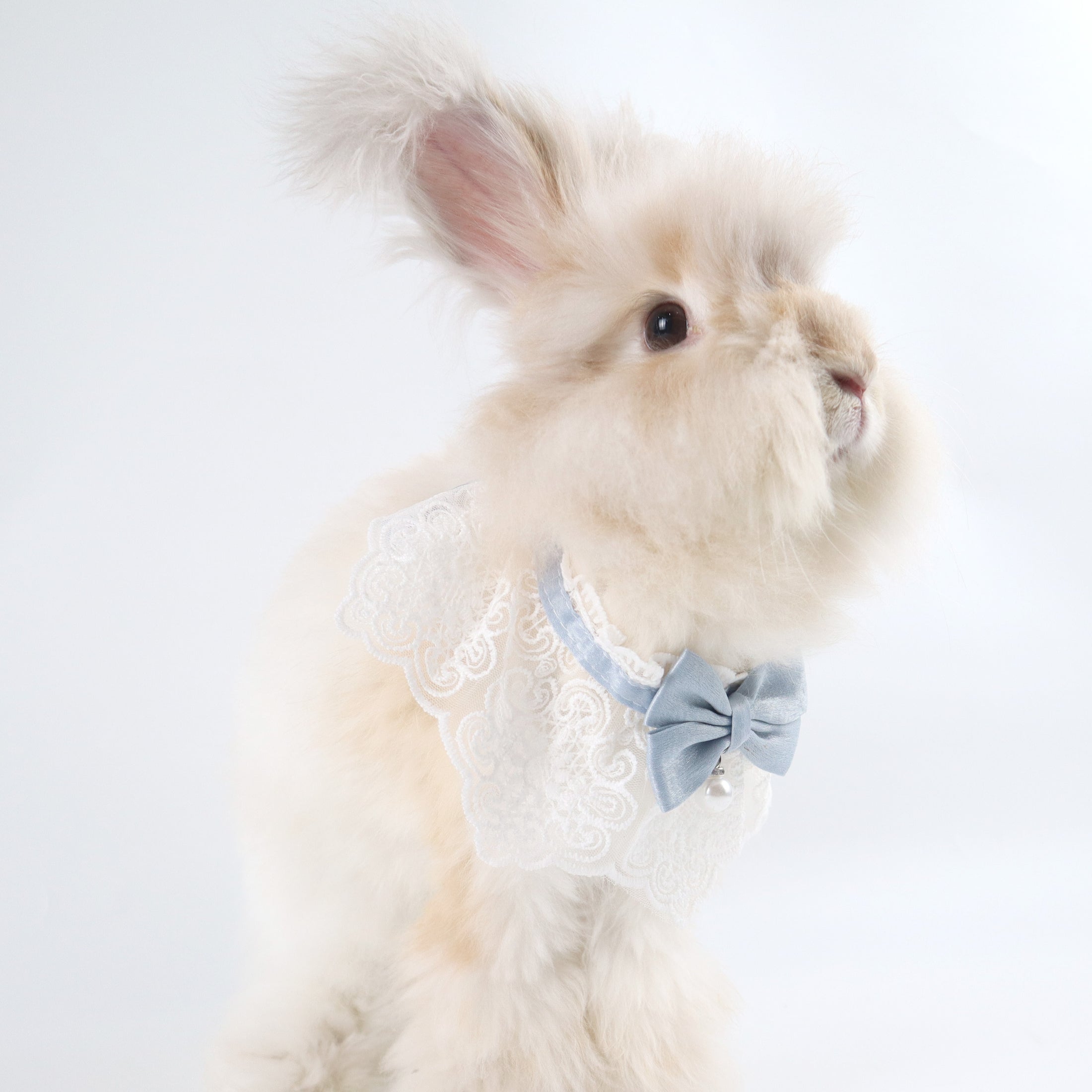 Light Blue Lace Bow Collar with Pearl Charm