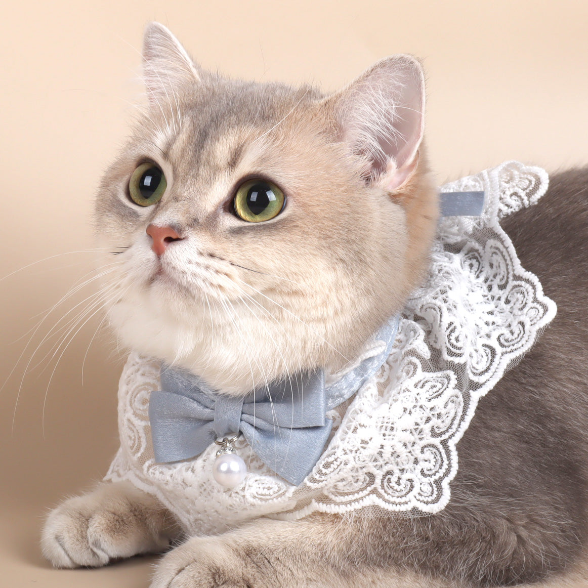 Light Blue Lace Bow Collar with Pearl Charm