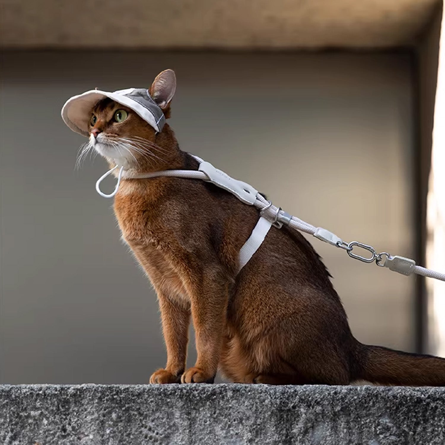 Khaki adjustable cat harness and soft rope leash set flat lay on white background with metal hardware