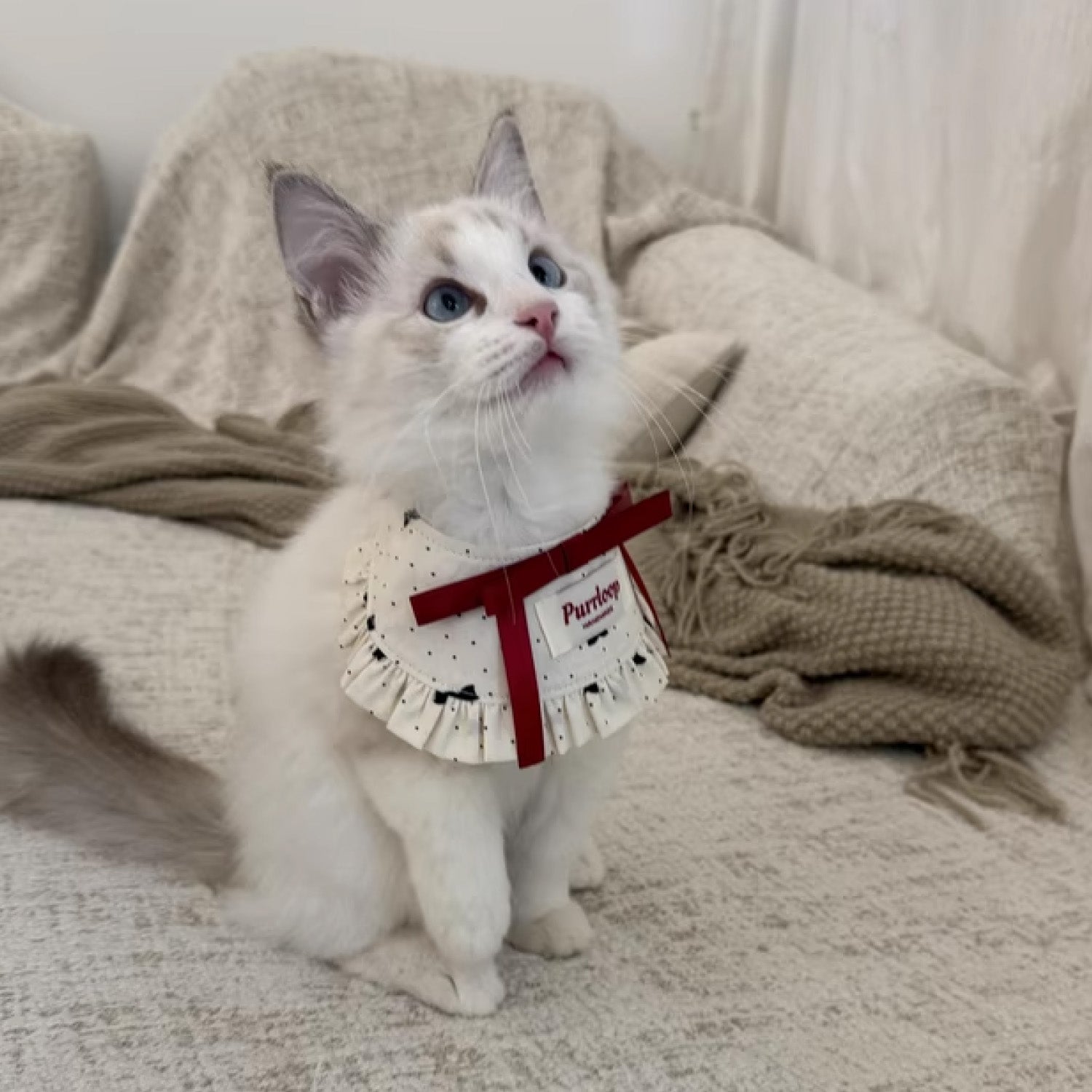 White kitten wearing French ruffle pet collar with elegant red ribbon detail