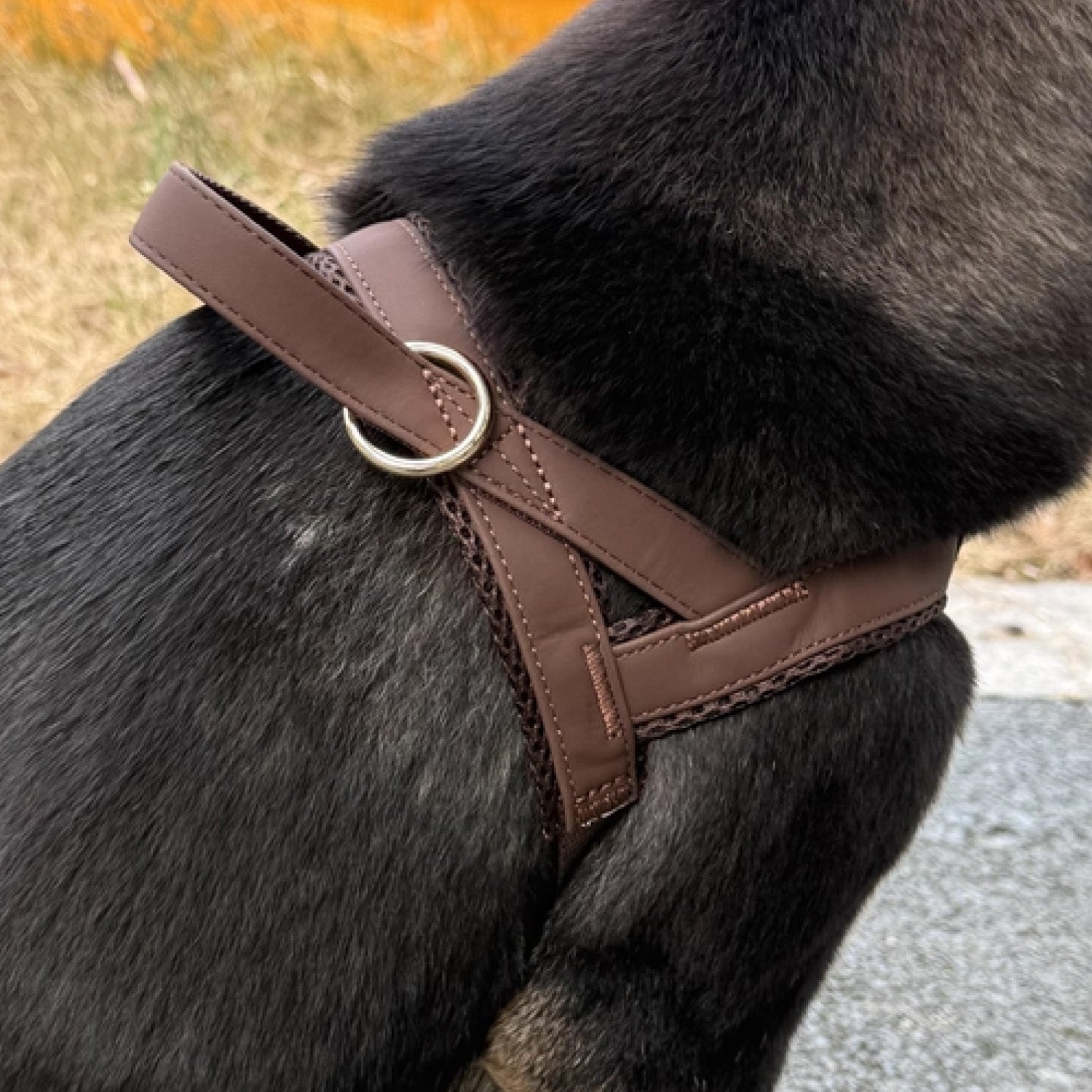 Black dog wearing brown leather no pull harness showing back panel and gold D-ring attachment point
