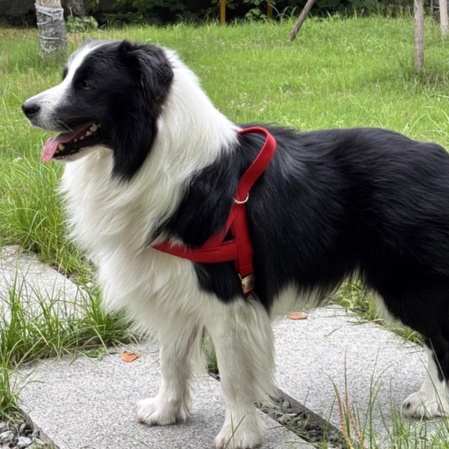 Border collie wearing red leather adjustable no pull harness walking outdoors on grass