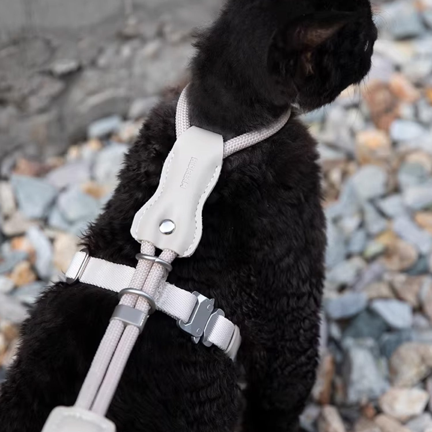 Abyssinian cat wearing beige lightweight adjustable harness and leash perched on elevated surface outdoors