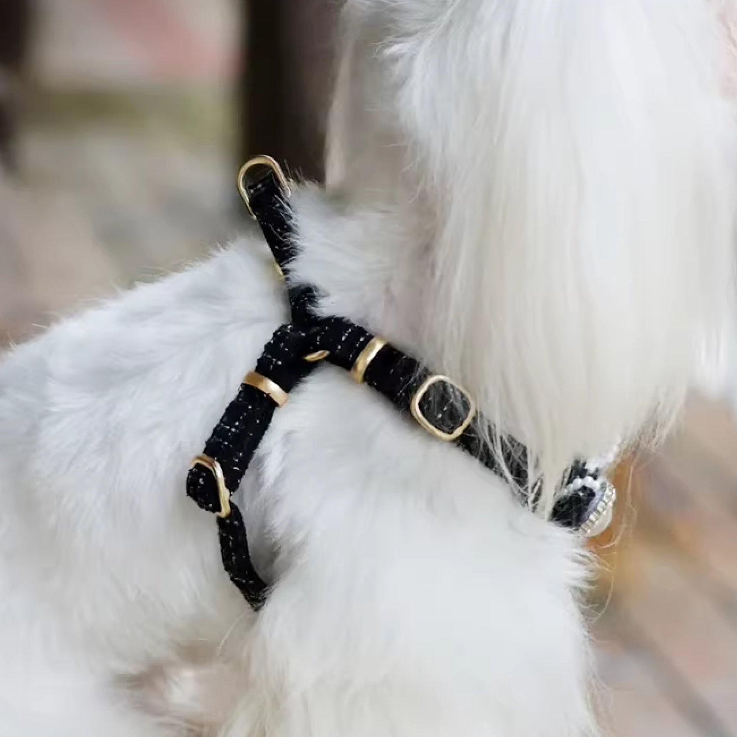 Back view of white dog wearing luxury tweed bow dog harness