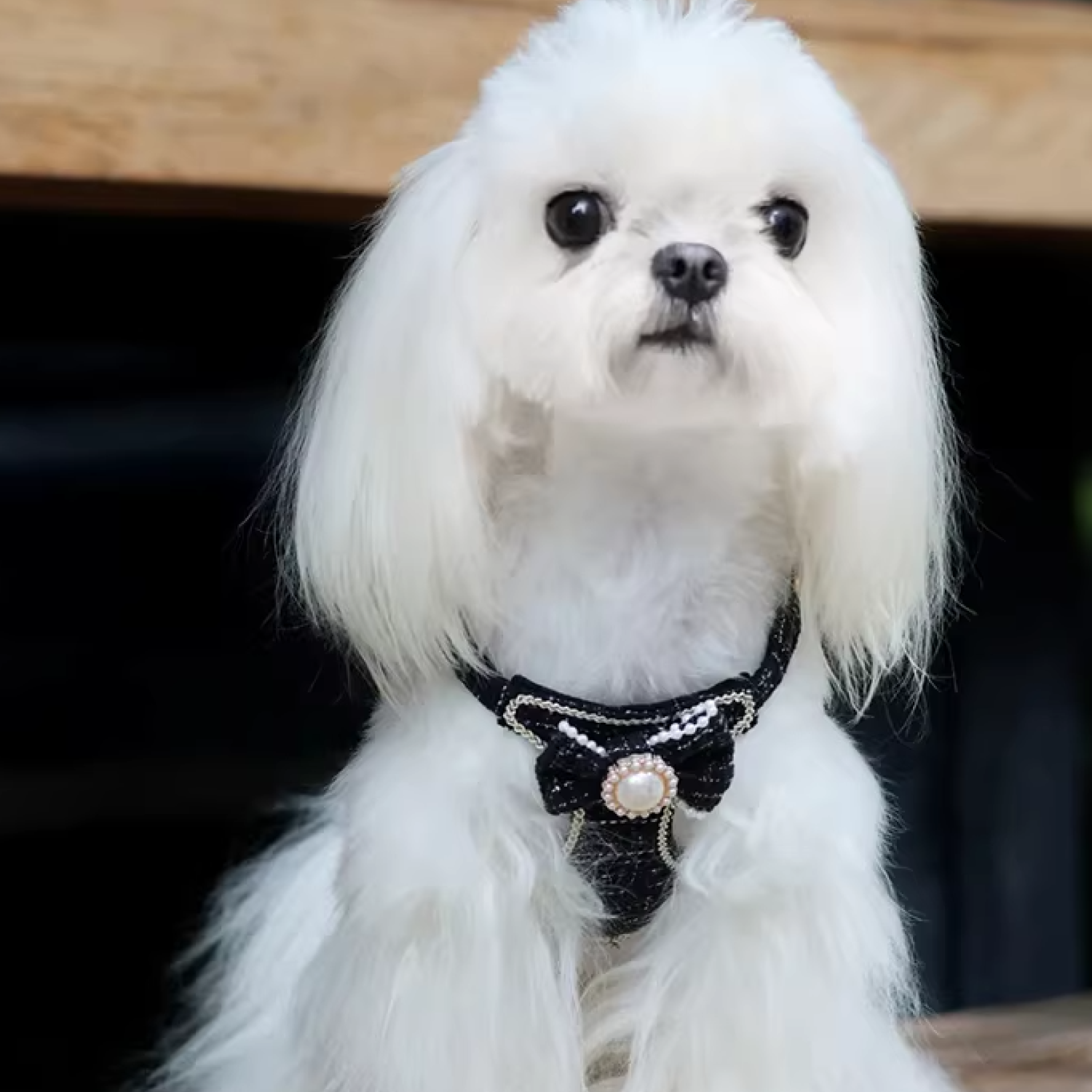 White Maltese wearing designer black tweed bow dog harness