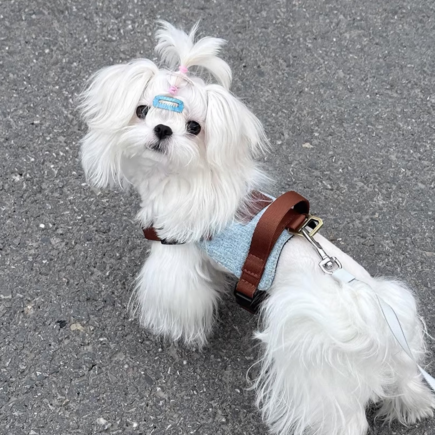 Maltese sitting on pavement wearing grey soft vest anti pull dog harness
