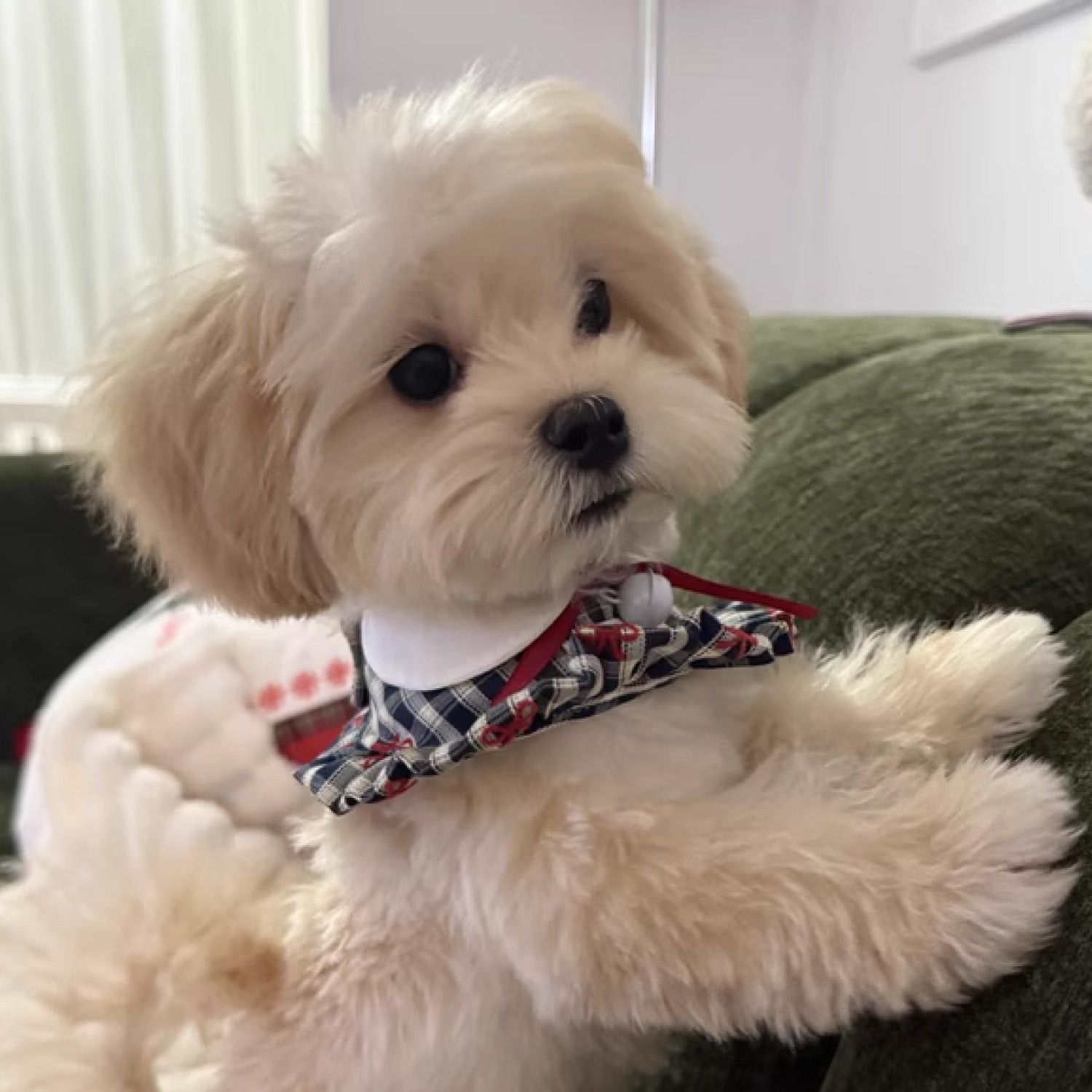 Cream Maltipoo wearing vintage plaid ruffle bow bandana collar