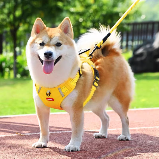 Akita dog wearing yellow adjustable tactical harness with leash walking in park