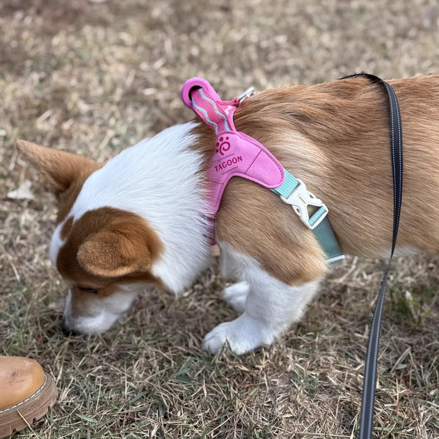 Corgi walking outdoors in pink no-pull mesh dog harness