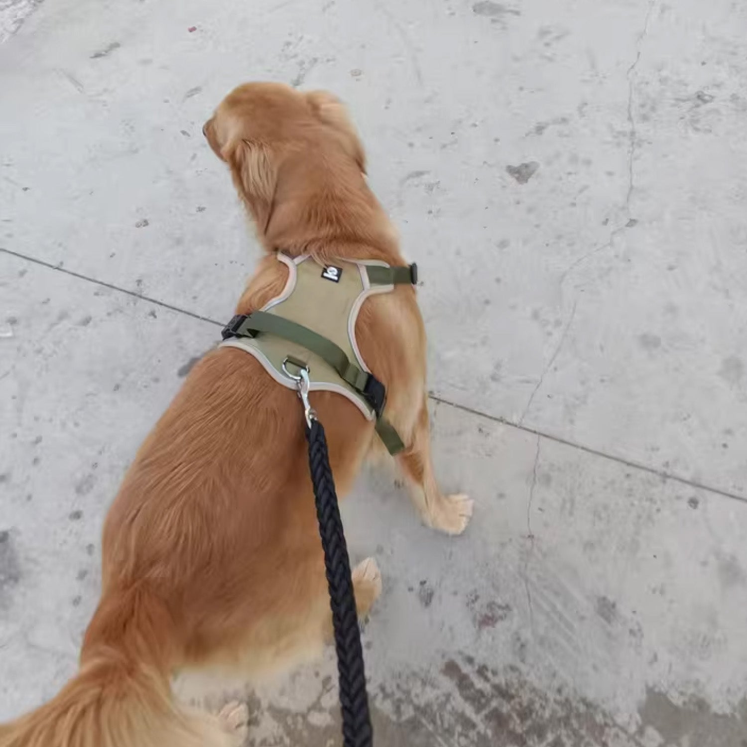 Golden retriever from behind wearing olive green no pull harness showing back D-ring leash attachment point and strap fit