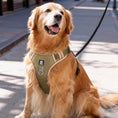Load image into Gallery viewer, Golden retriever sitting outdoors wearing olive green no pull harness with top grab handle and leash attached
