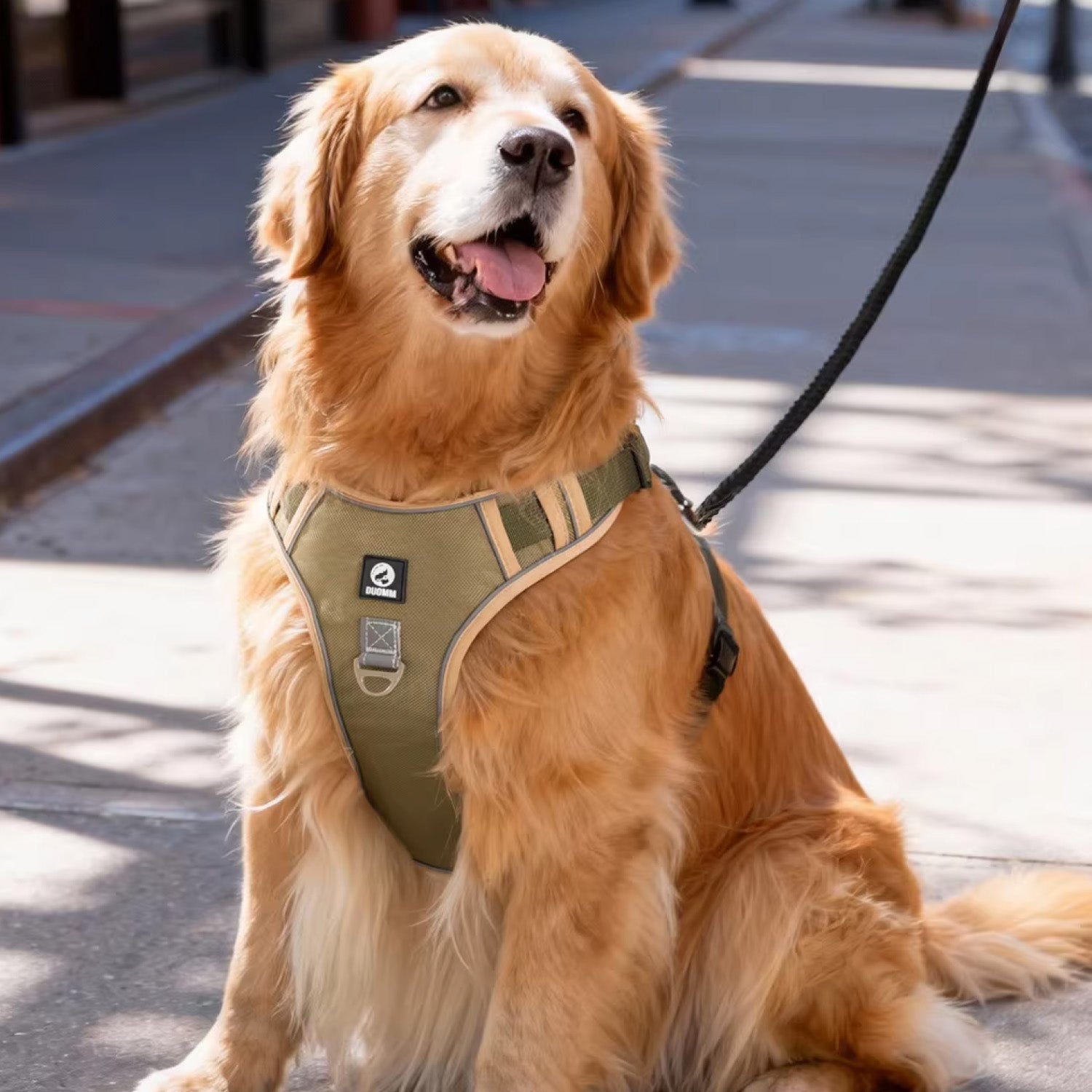 Golden retriever sitting outdoors wearing olive green no pull harness with top grab handle and leash attached