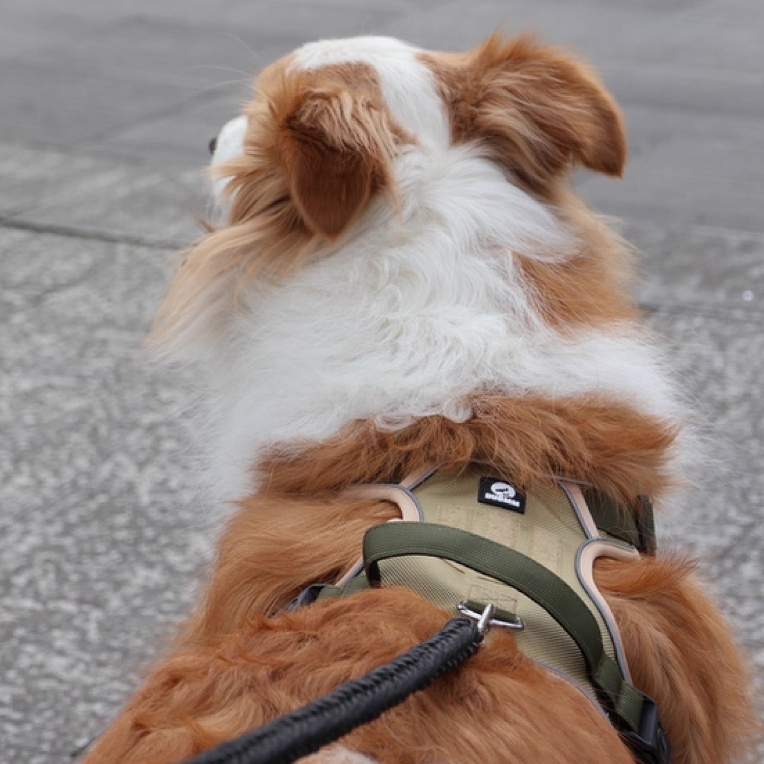 Close up front view of olive green no pull dog harness showing padded chest panel and adjustable strap on large dog