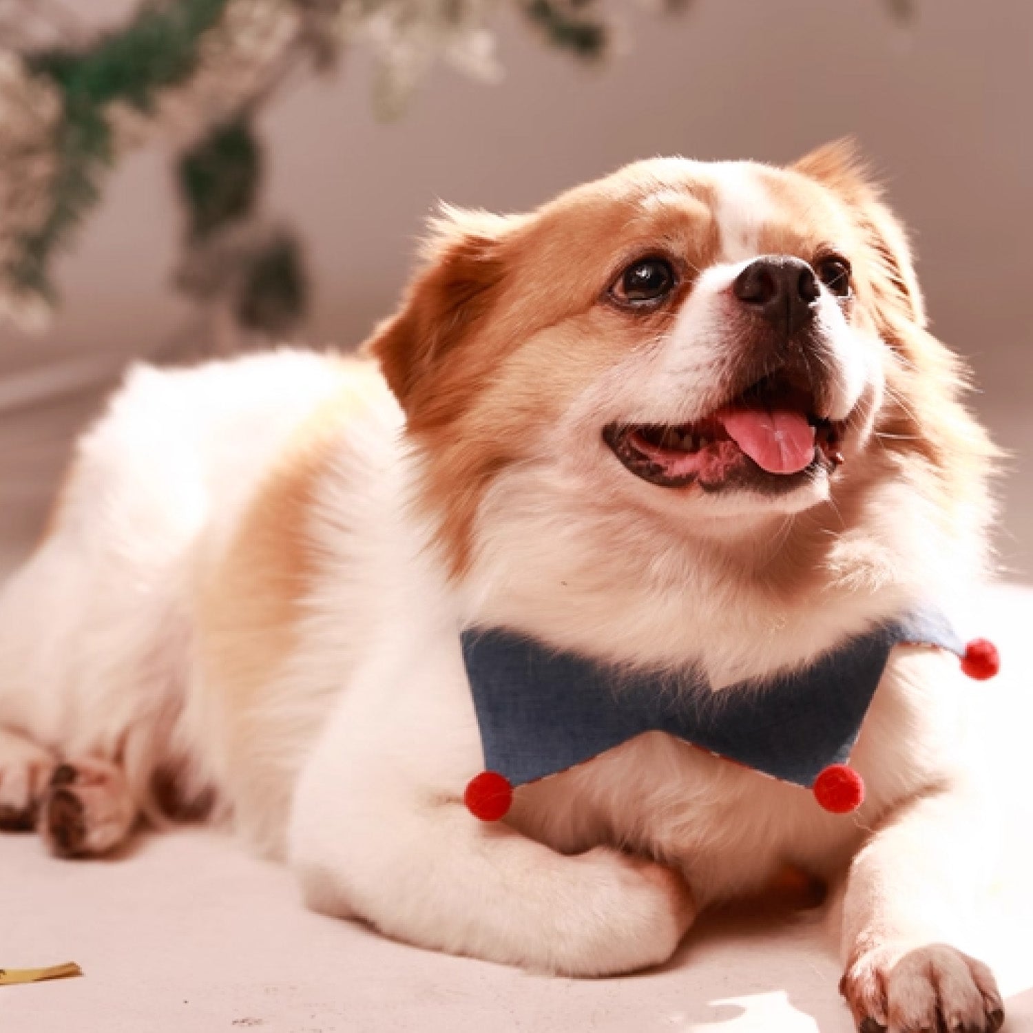 small dog wearing decorative pom pom pet bandana