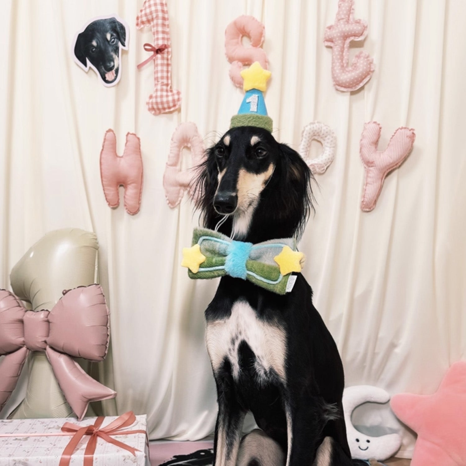Black and white small dog wearing green plush bow bandana at indoor birthday party with pink balloon decorations