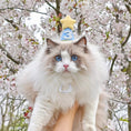 Load image into Gallery viewer, White ragdoll cat wearing blue birthday hat with number three sitting outdoors among cherry blossom flowers
