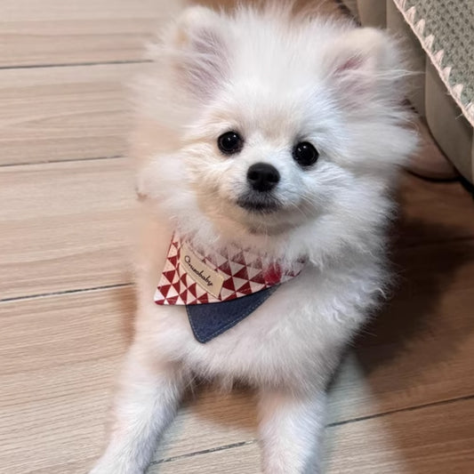 White Pomeranian wearing red white diamond pattern triangle bandana collar