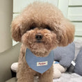 Load image into Gallery viewer, Brown Poodle wearing solid blue side of reversible pet bandana collar
