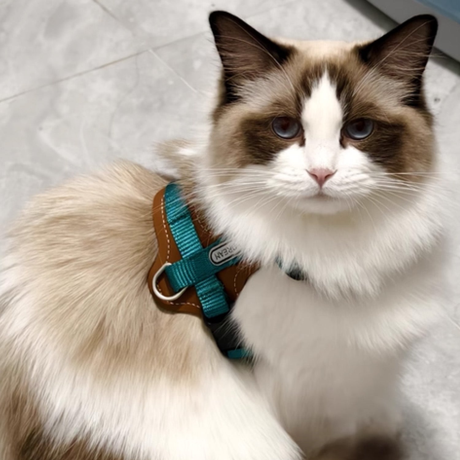 Ragdoll cat wearing teal adjustable escape proof vest harness indoors