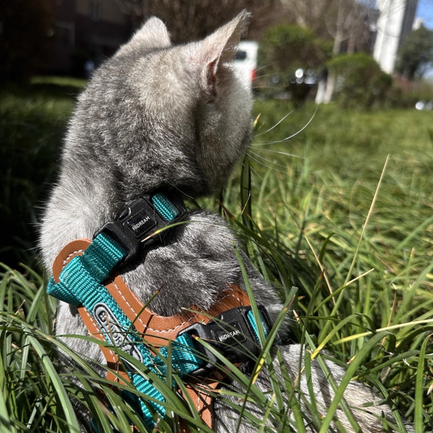 Gray tabby cat exploring grass wearing teal reflective cat walking harness