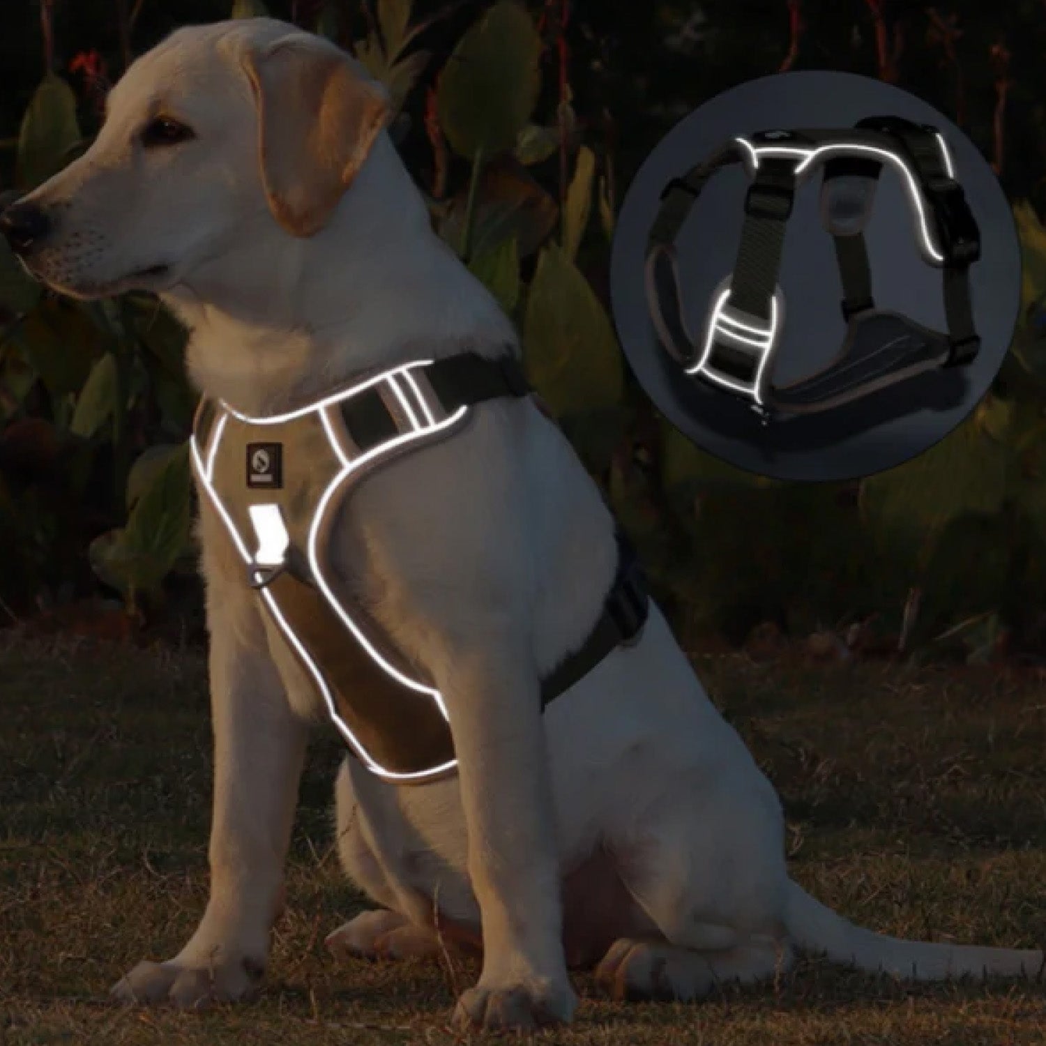 Dog wearing olive green tactical harness close up showing reflective strips on chest panel for night walking visibility