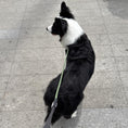 Load image into Gallery viewer, Border Collie standing on pavement with reflective green dog slip leash

