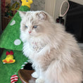 Load image into Gallery viewer, Side view of Ragdoll cat wearing reversible cute cartoon pet collar
