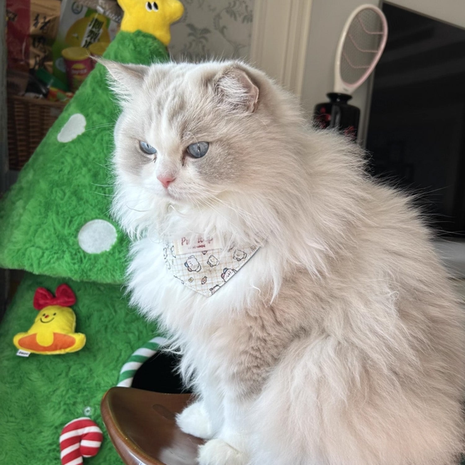 Side view of Ragdoll cat wearing reversible cute cartoon pet collar