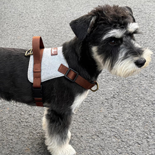 Schnauzer outdoors wearing grey and brown anti pull soft vest harness
