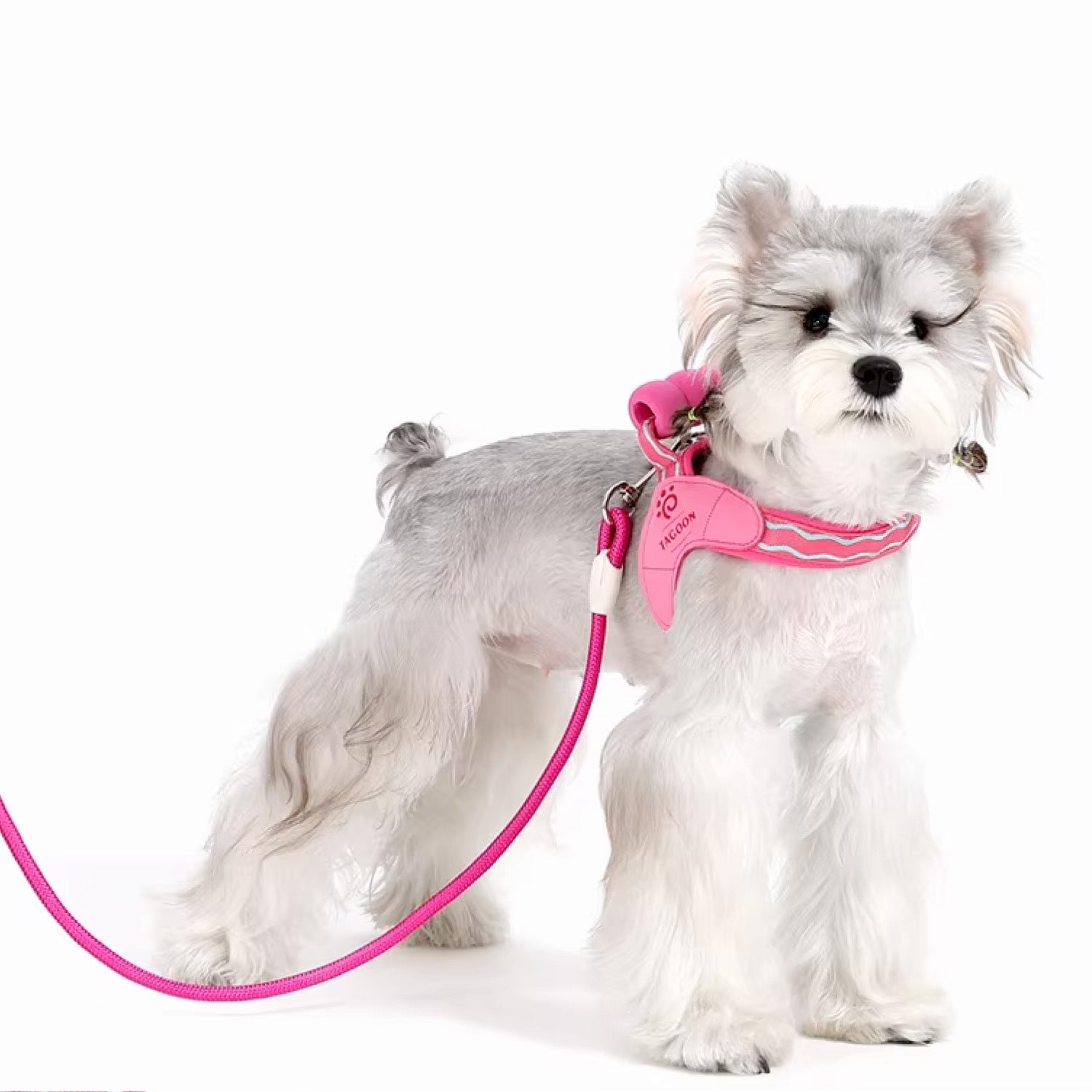 White Schnauzer wearing pink adjustable soft mesh vest harness with leash