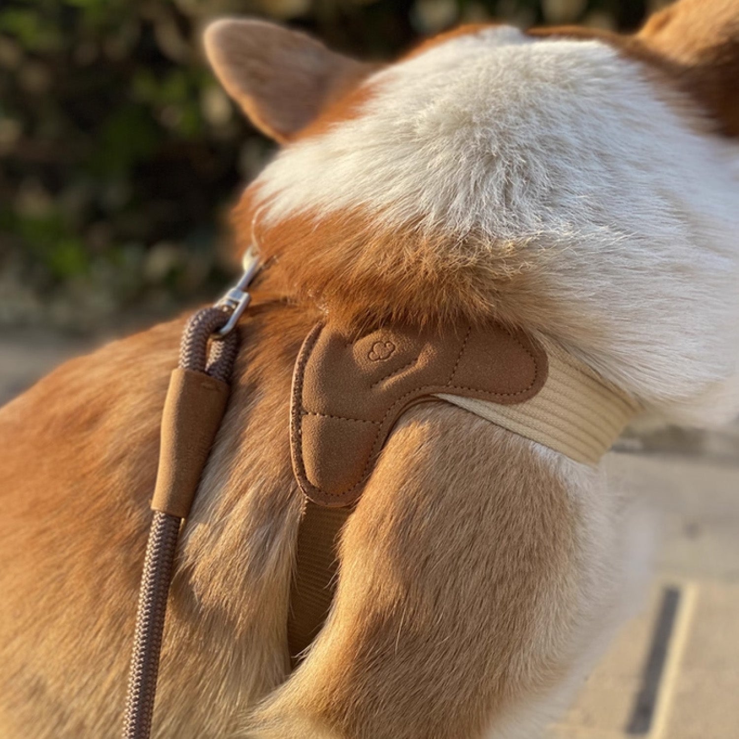 Side view of corgi wearing adjustable V-shaped vest harness