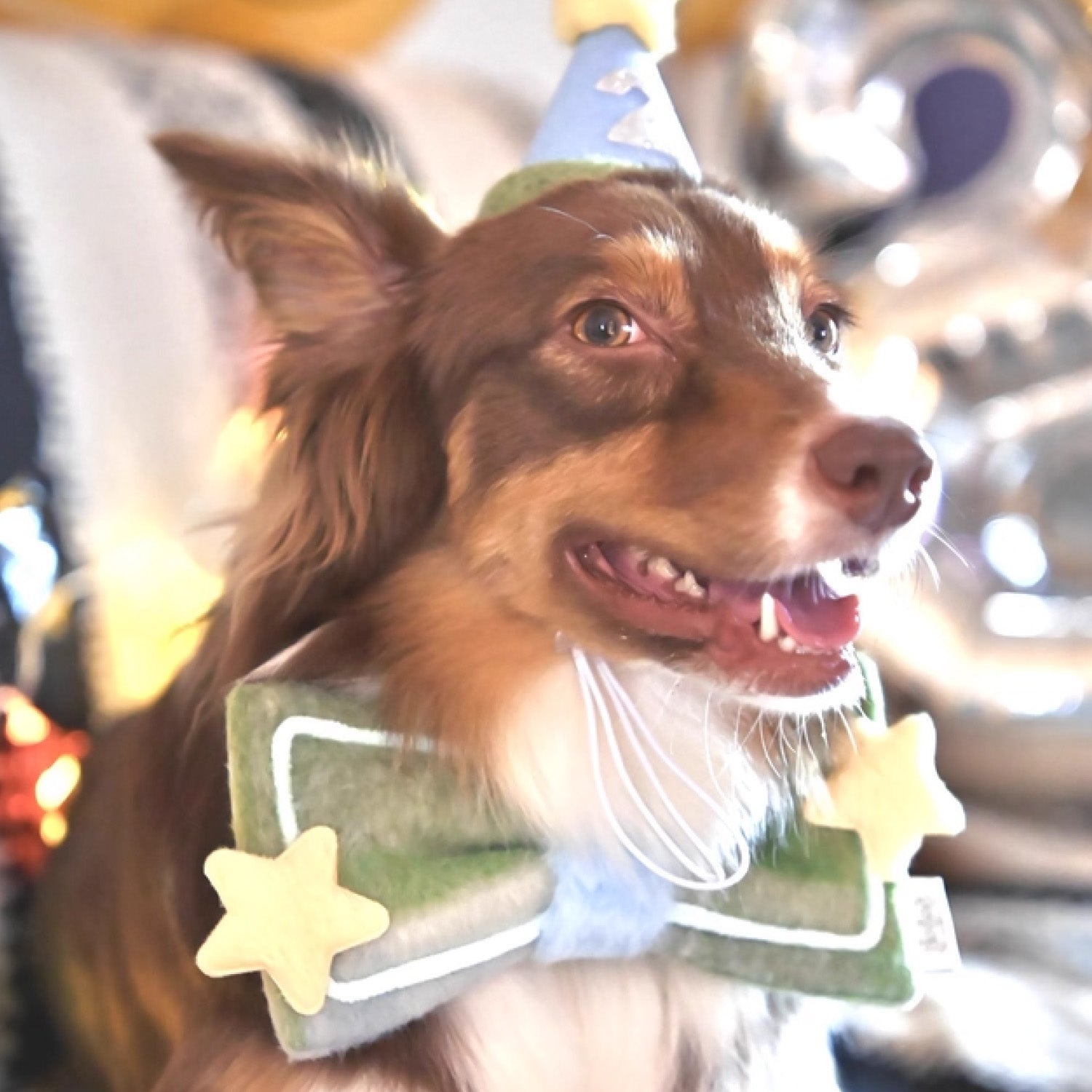 Brown and white border collie dog wearing blue birthday party hat and green bow bandana indoors with star decorations