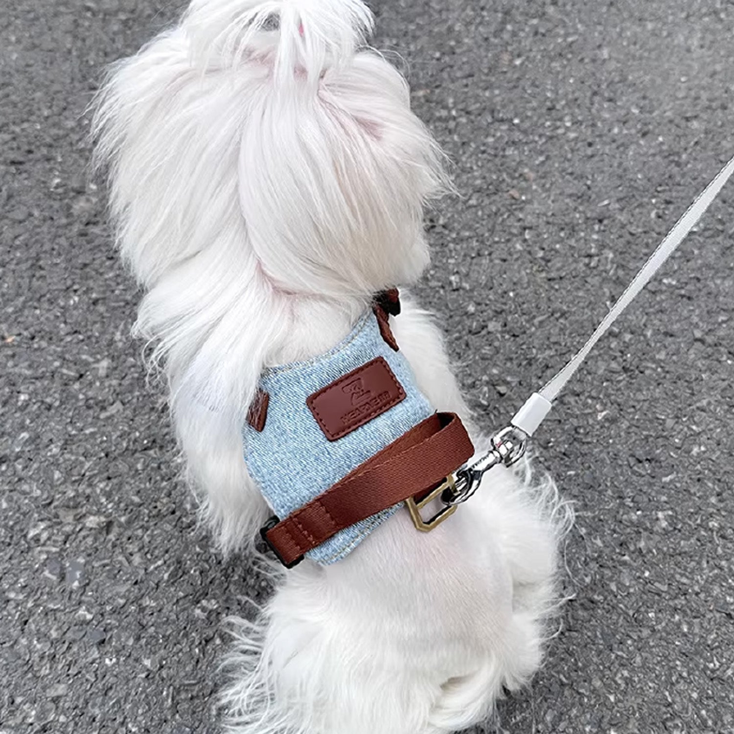 Back view of Maltese dog wearing adjustable soft vest harness for small dogs
