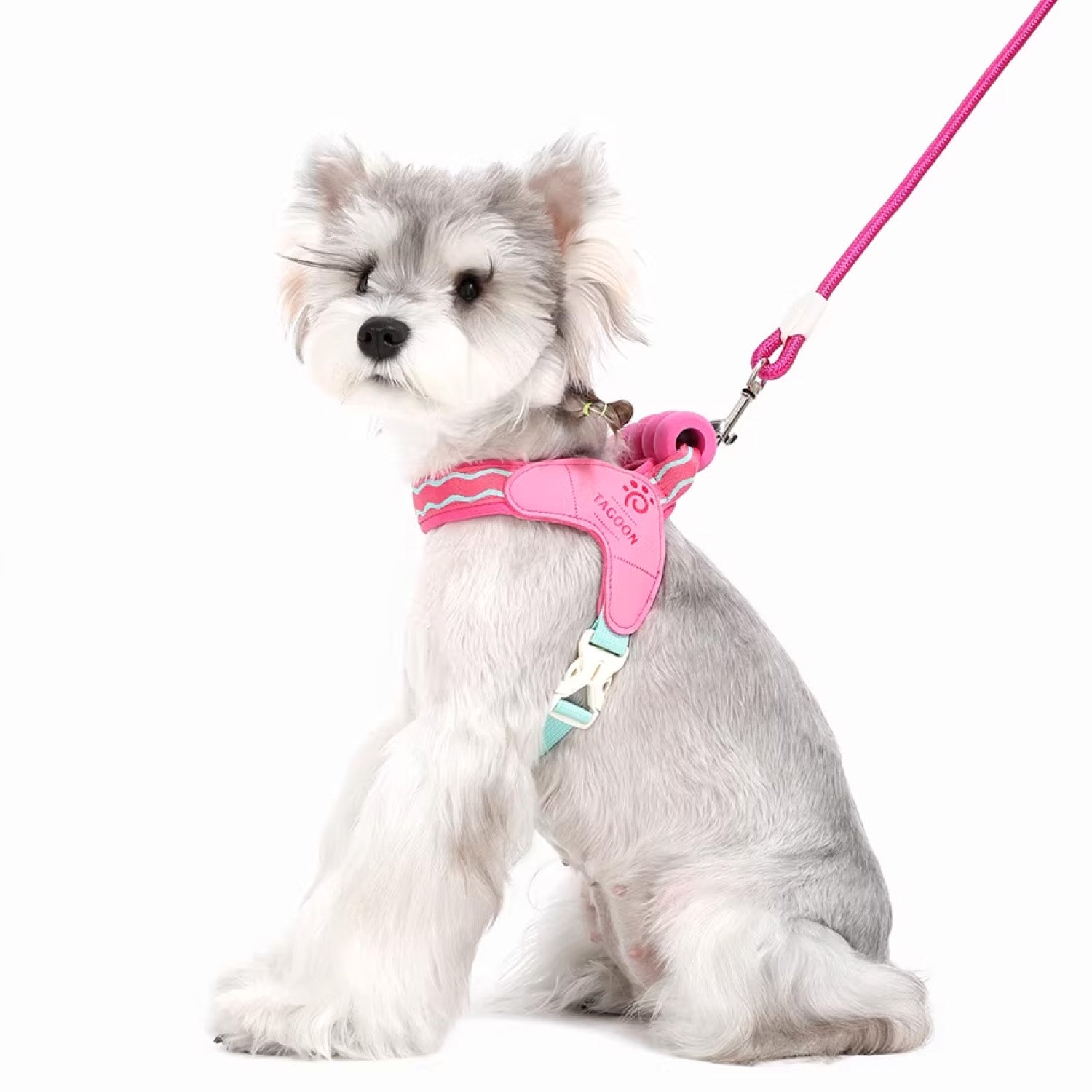 Small dog sitting in pink soft mesh harness with matching leash