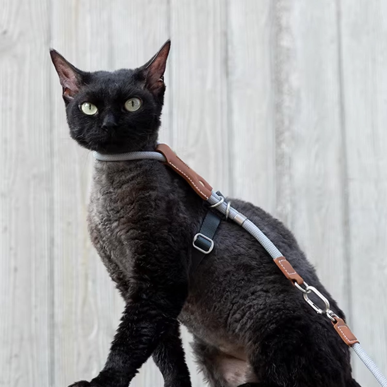 Black cat wearing lightweight adjustable harness with soft nylon rope leash standing outdoors full body view