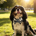 Load image into Gallery viewer, Cavalier King Charles Spaniel wearing black and white cartoon bow bandana collar outdoors
