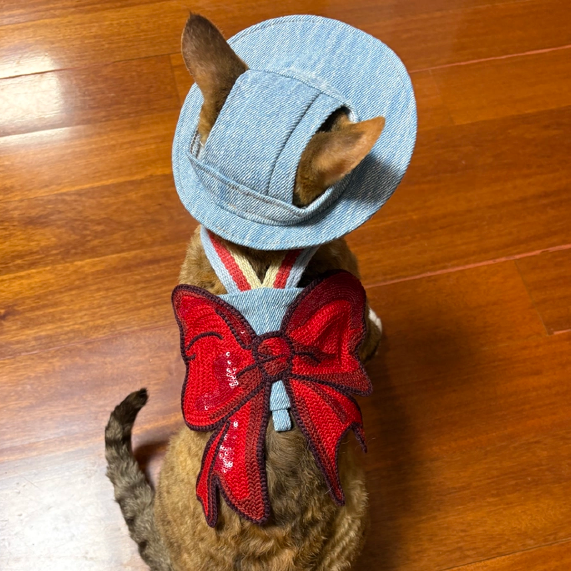 Tabby cat wearing GraviPaw light blue denim cat hat and red bow harness set, sitting on indoor floor