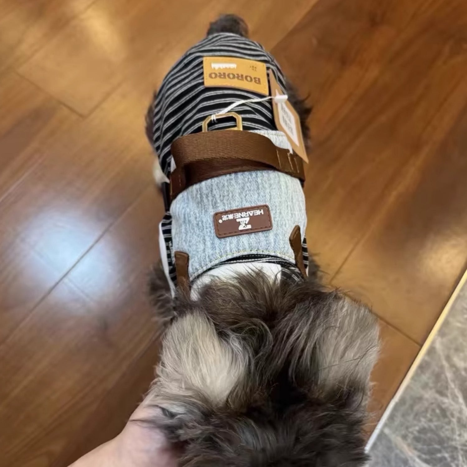 Top view of small dog wearing brown trim soft cotton anti pull harness