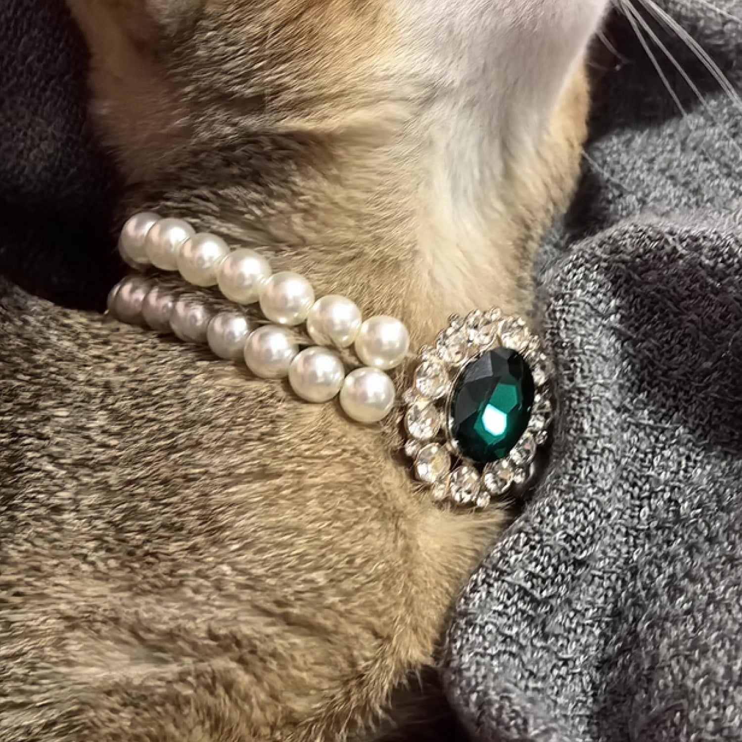 Close-up of cat wearing double-layer pearl collar with vintage emerald gemstone