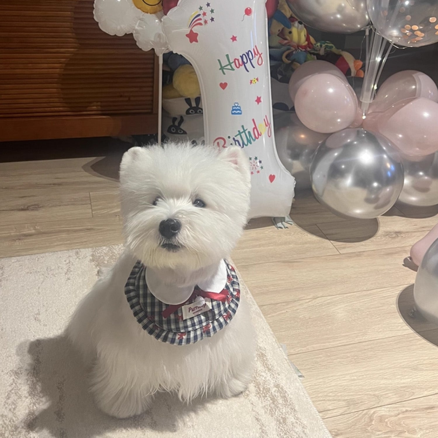 White dog wearing vintage plaid ruffle bow collar at birthday party