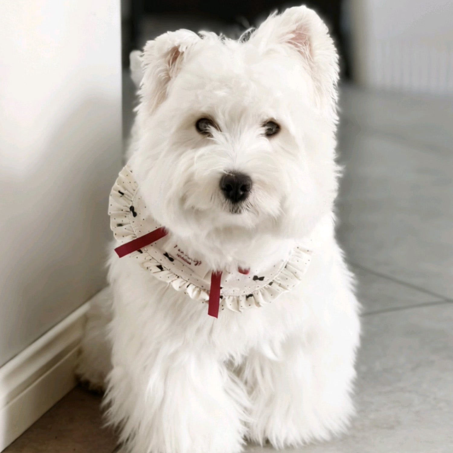 West Highland White Terrier wearing French ruffle collar with red ribbon detail