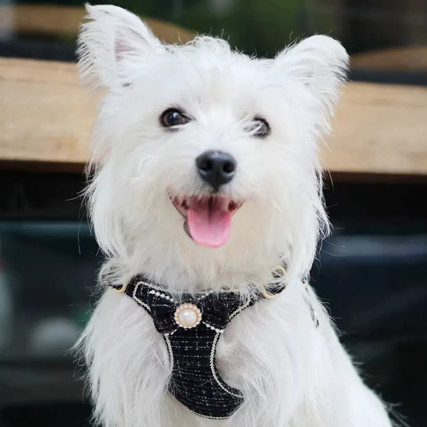 White Westie wearing luxury black tweed dog harness with pearl bow detail