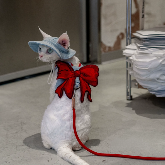 White slim cat wearing GraviPaw light blue denim harness with red bow and matching denim hat, standing indoors
