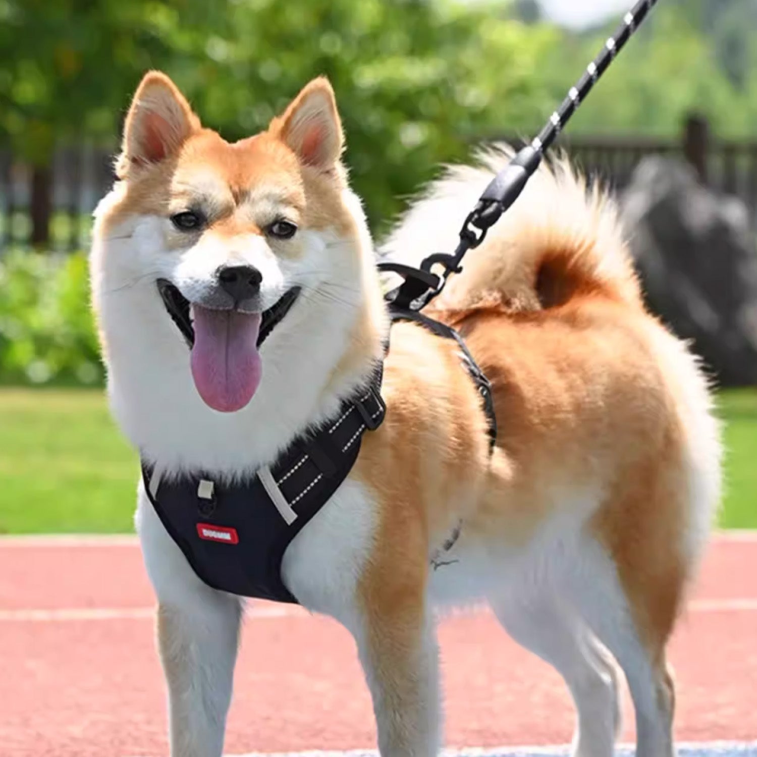 Golden dog wearing yellow front clip no pull harness outdoors showing chest panel and buckle